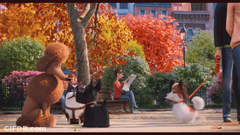 Poodle And Two Dogs Walking In Park While Woman Reads On Bench GIF