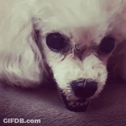 Poodle Bad Mood Ready To Bite GIF