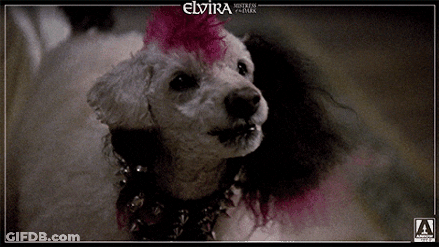 Poodle Barking Teeth Showing GIF