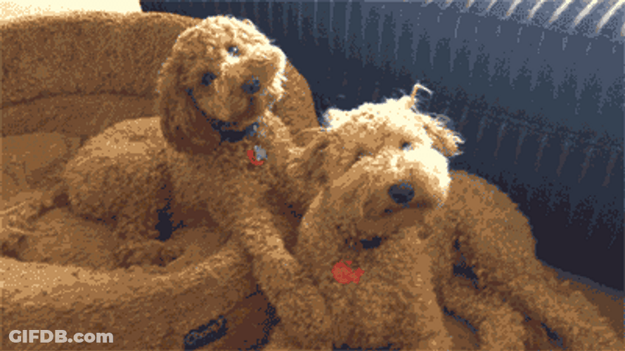 Poodle Camouflage Dog Bed GIF