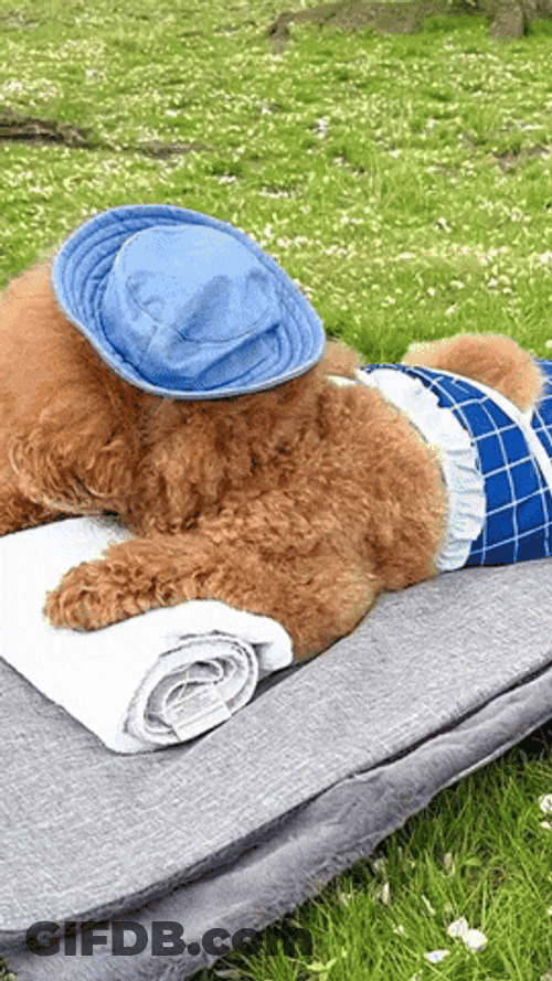 Poodle Chilling Picnic Ground GIF