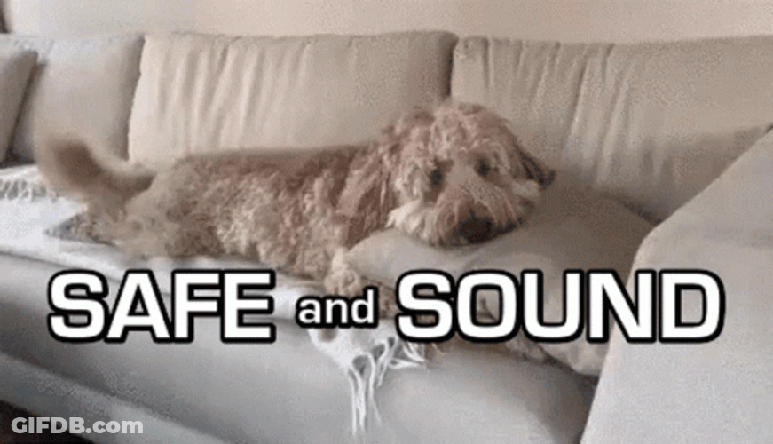 Poodle Chilling Safe And Sound GIF
