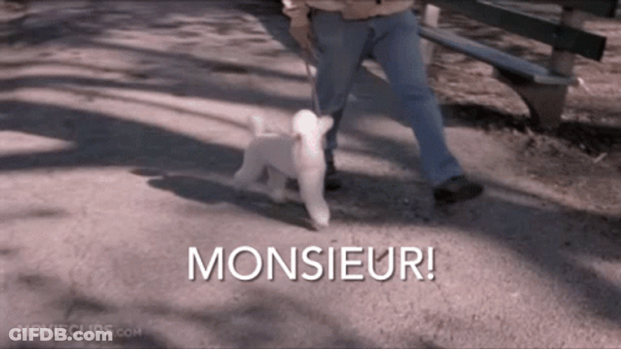 Poodle Diarrhea Meme GIF