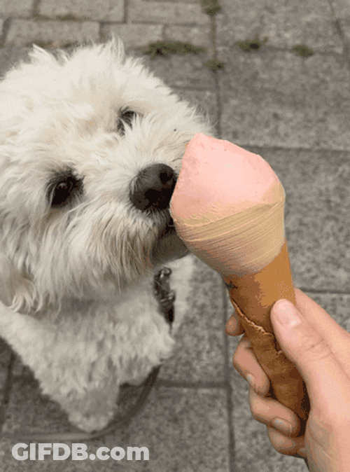 Poodle Enjoying Dirty Icecream GIF