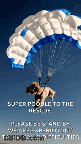 Poodle Flying Through Air With Parachute GIF