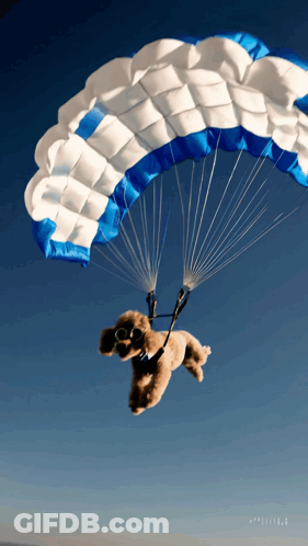 Poodle Flying With Parachute GIF