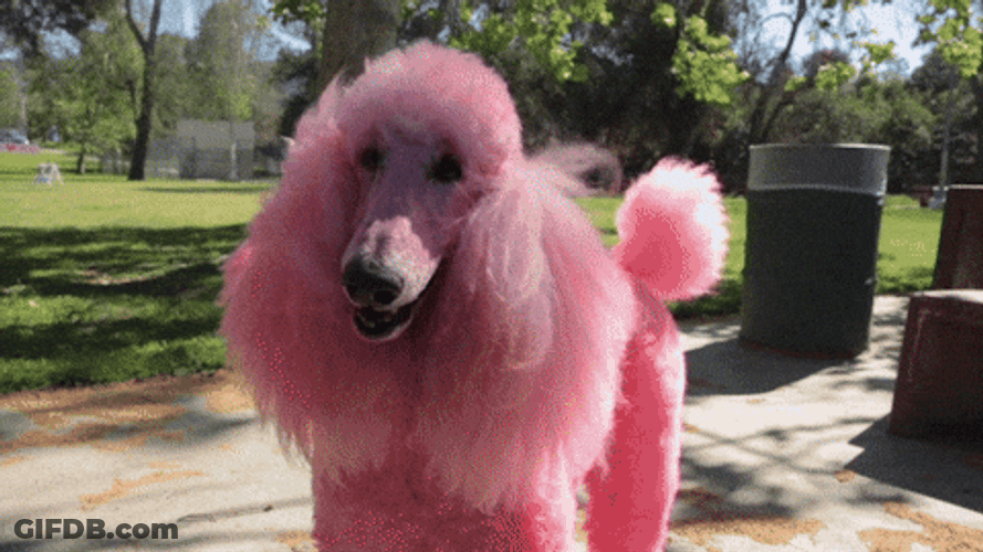 Poodle Hair Dyed Pink GIF