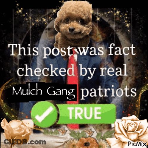 Poodle In Suit And Tie Fact Checked By Real Mulch Gang Patriots GIF