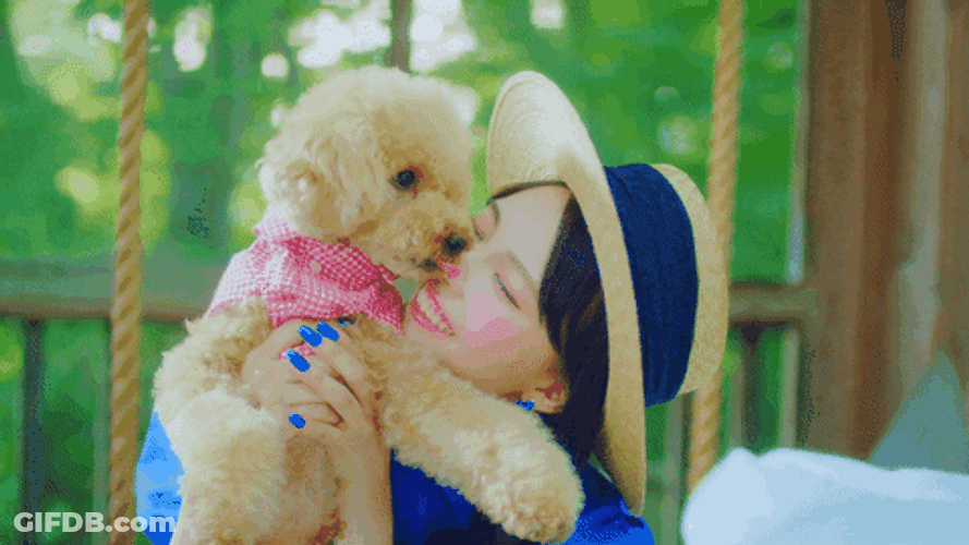 Poodle Licking Humans Nose GIF
