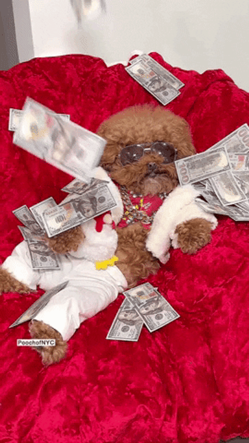 Poodle Lying Bed Of Cash GIF