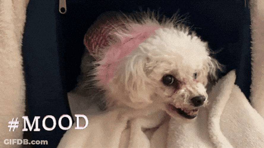 Poodle Not In Good Mood GIF