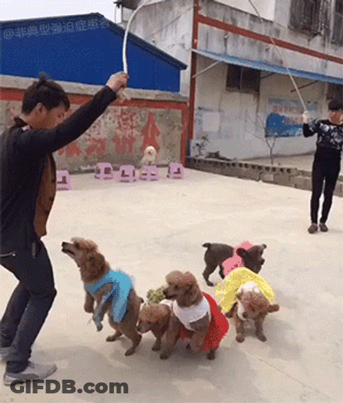 Poodle Playing Jumping Rope GIF
