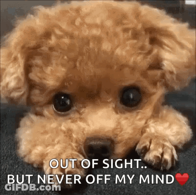 Poodle Puppy Out Of Sight Never Off My Mind GIF