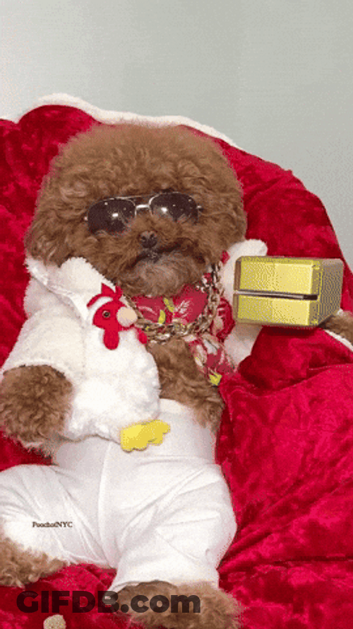 Poodle Rich Dog Raining Cash GIF