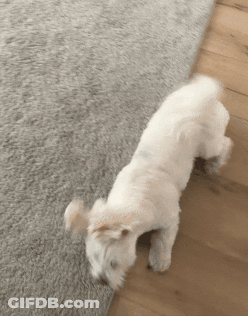 Poodle Roll Over Carpet GIF