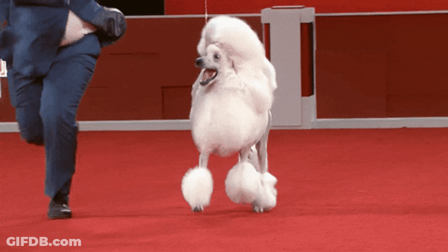 Poodle Running Well Groomed GIF