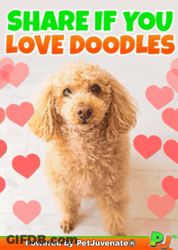 Poodle Saying Share If You Love Doodles GIF