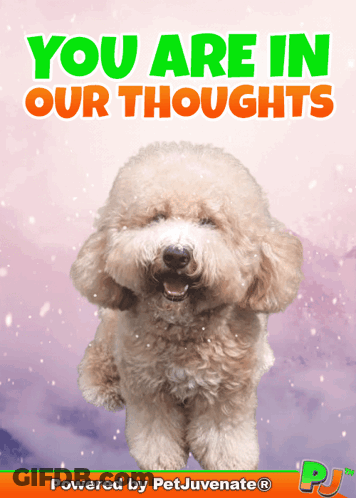 Poodle Saying You Are In Our Thoughts GIF