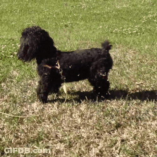 Poodle Scratching Ground With Feet GIF