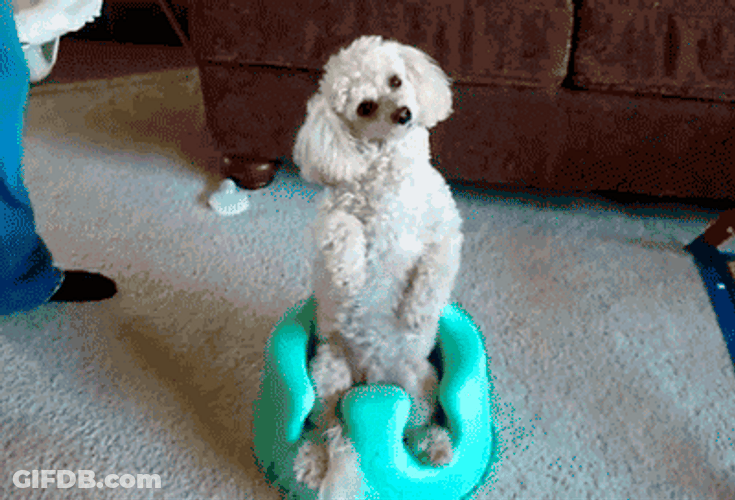 Poodle Sitting Turning Head GIF