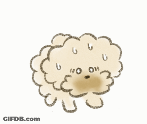 Poodle Spinning Around Chasing Tail GIF