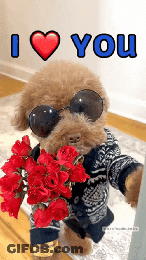 Poodle Suitor I Love You GIF