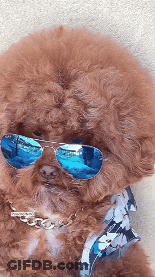 Poodle Sunglasses Eyes Peeping GIF