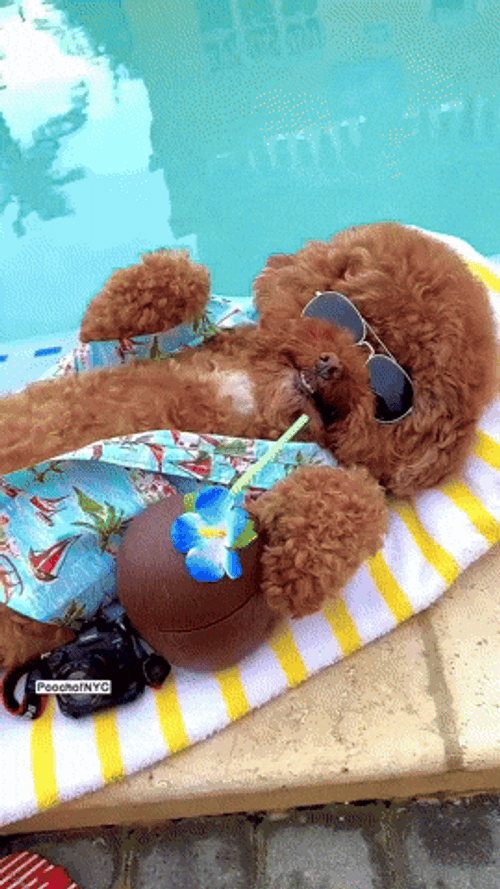 Poodle Sunglasses Relaxing Pool GIF