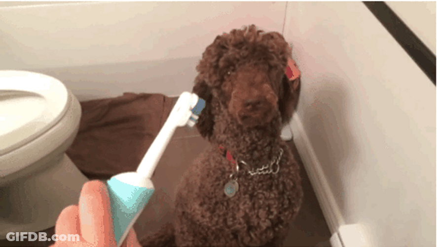 Poodle Teeth Shown Toothbrush GIF