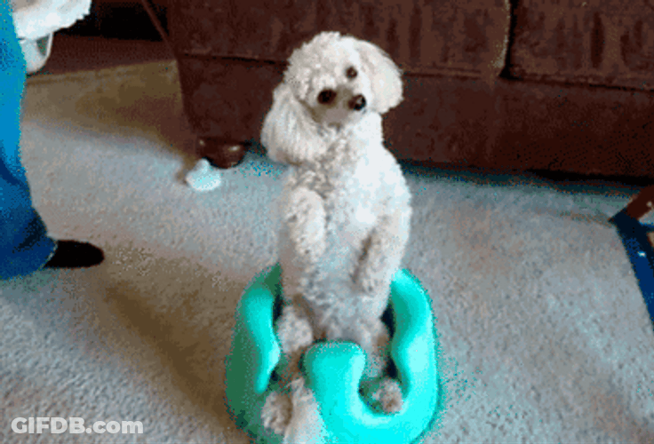 Poodle Turn Head Left Right GIF