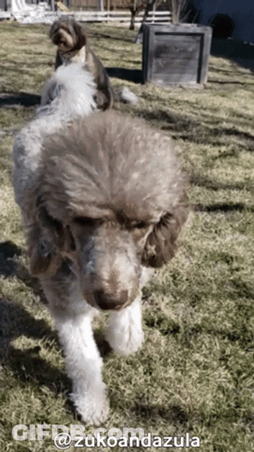 Poodle Walking Dog GIF