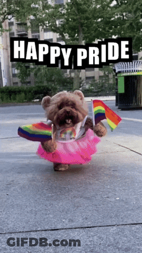 Poodle Wearing Happy Pride Costume GIF