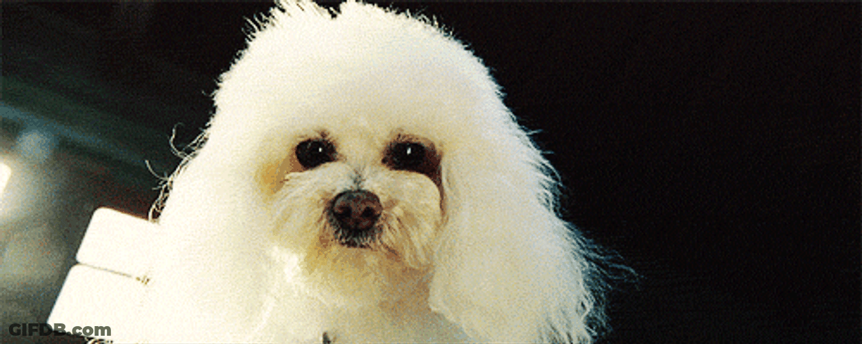 Poodle White Eye Blinking GIF