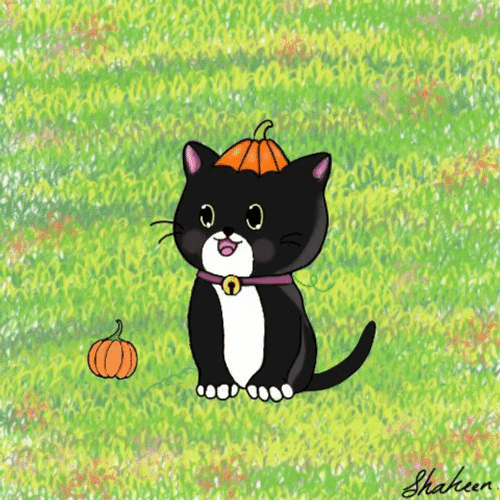 Pookie Gofrette Cat GIF