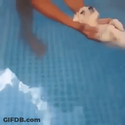 Pool Mermaid Dogpool GIF