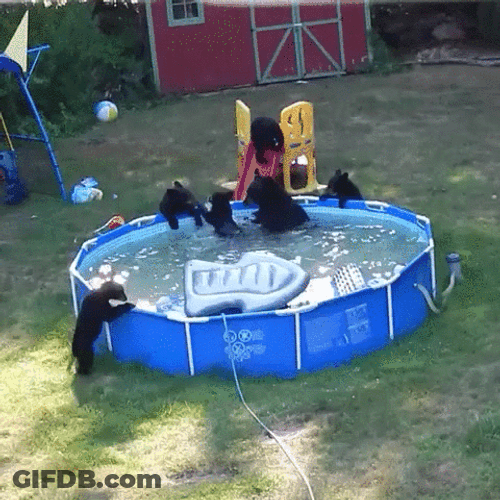 Pool Party Black Bear GIF