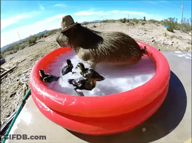Pool Party Capybara Ducks GIF
