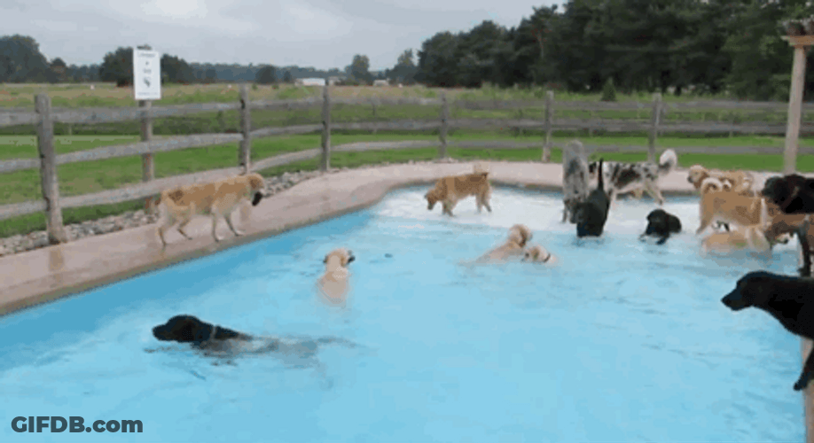 Pool Party Dog Happy Swimming GIF