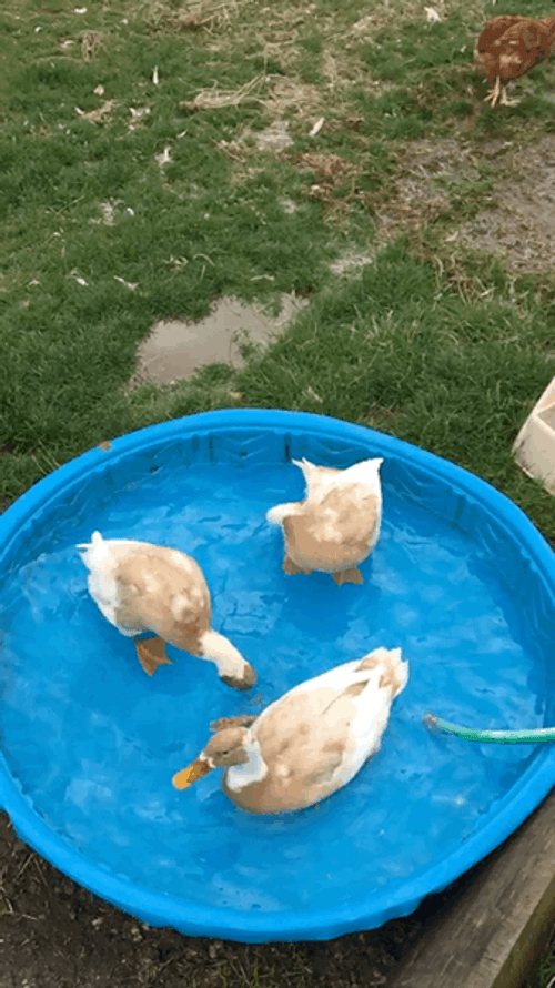 Pool Party Happy Ducks GIF