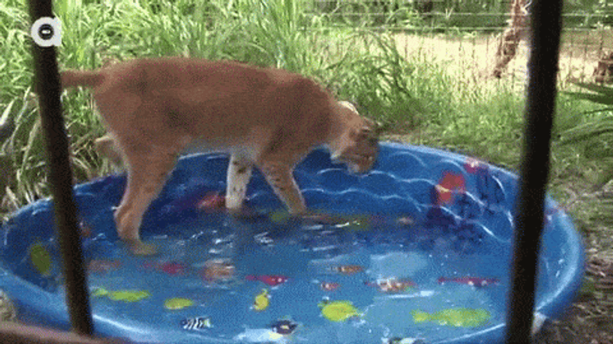 Pool Party Wild Cats GIF