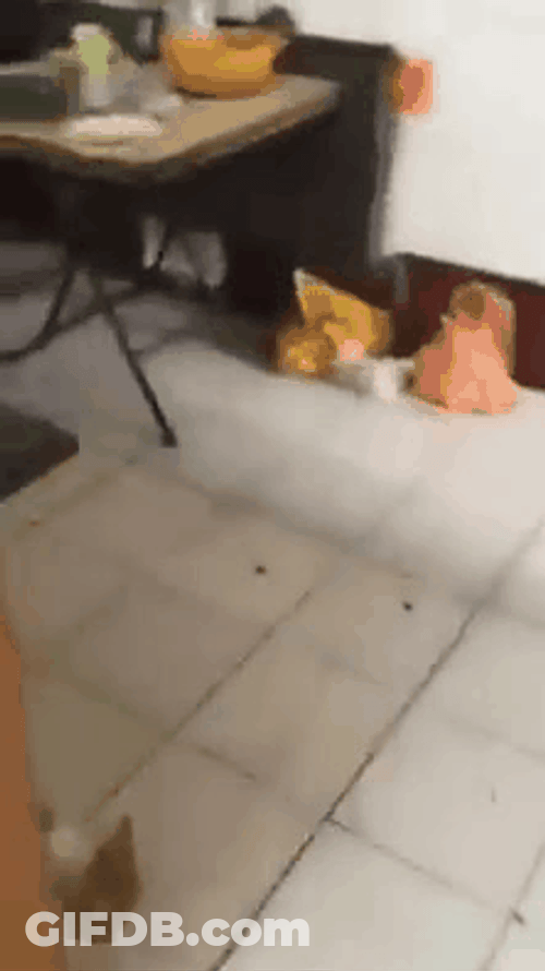 Poor Cat Chased By Mouse GIF