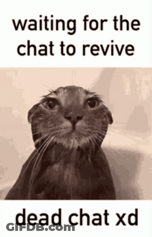 Poor Cat Dead Chat GIF