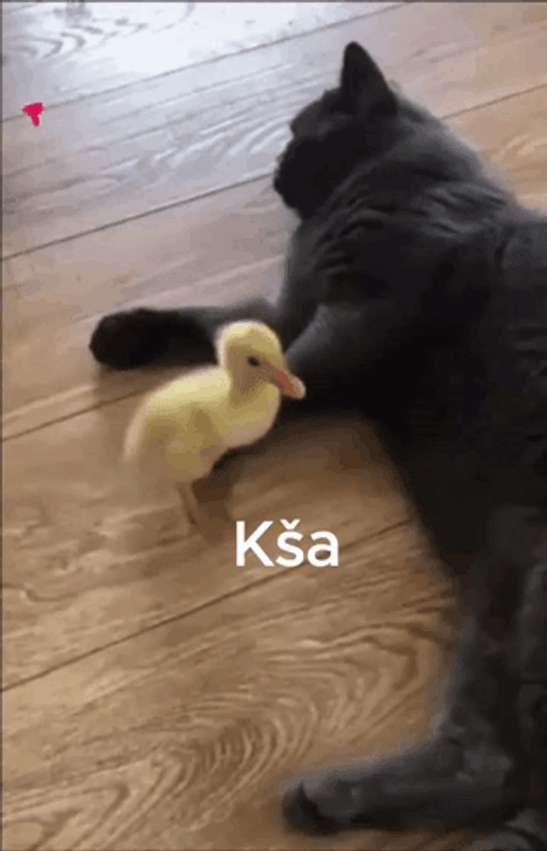 Poor Duck Kicked Out Meme GIF