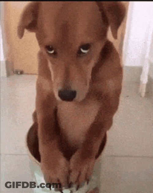 Poor Funny Dog Meme GIF