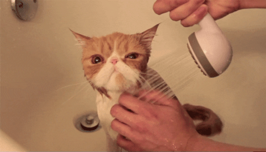 Poor Kitten Shower Time GIF