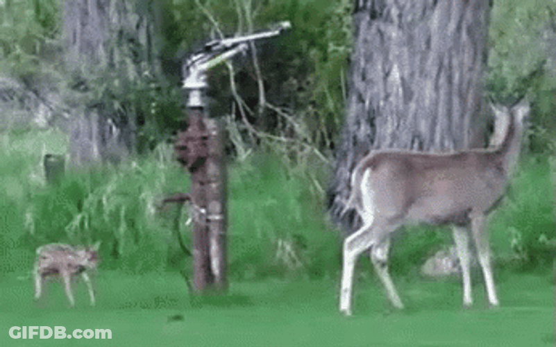 Poor Little Deer Injured GIF