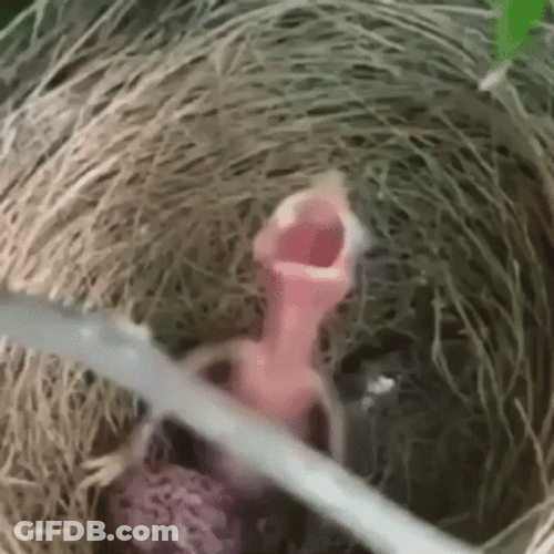 Poor Newbord Bird Screaming GIF