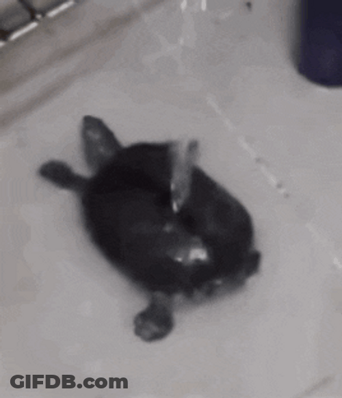 Poor Turtle Shower Time GIF