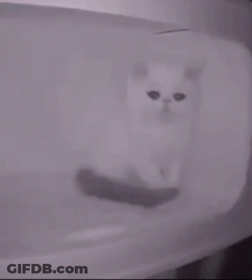 Poor White Sad Cat GIF