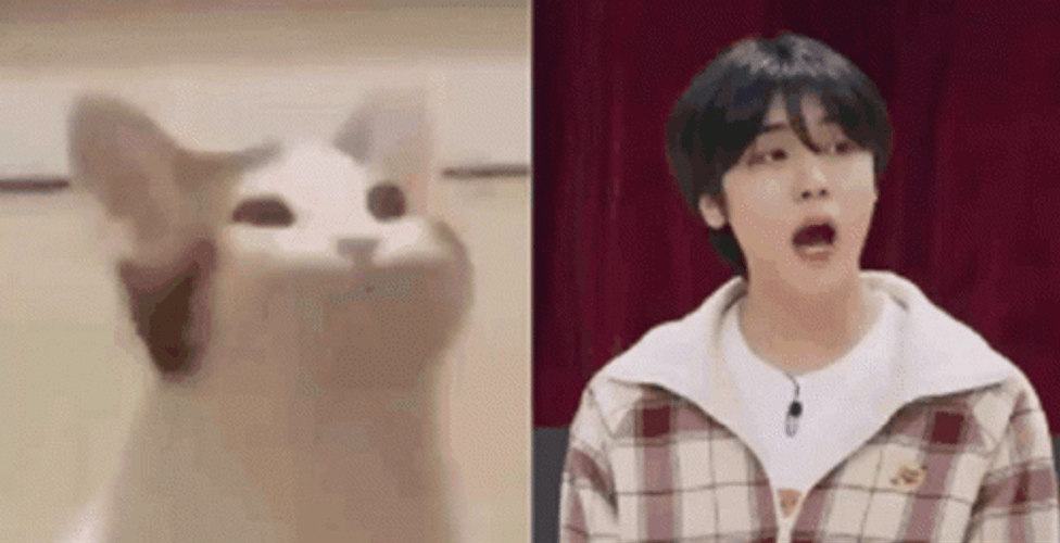 Pop Cat Ahn Seongmin GIF